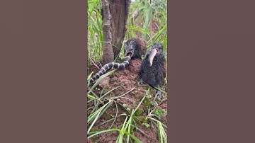 cận cảnh chim bìm bịp ăn rắn cạp nia #cute #cobrasnake #rooster #shorts_