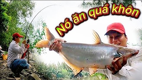 Lần đầu gặp con cá ăn khôn thế này | Câu cá tra sông Sài Gòn #fishinglife #cauca