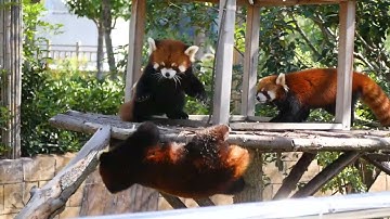 In this video,you can clearly hear the voice of Red Panda during the fight.