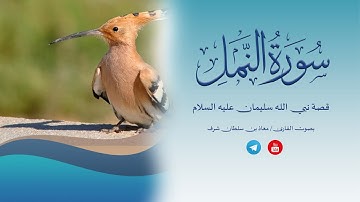 قصة نبي الله سليمان عليه السلام - تلاوة من سورة النمل - بصوت القارئ/ معاذ بن سلطان شرف .