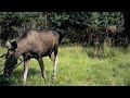 MOOSE