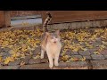 Calico cat meowing and trilling at the same time is unbelievably cute