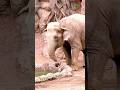 Incredible Elephant Rescues Drowning Antelope! 🐘 #shorts #shortsfeed #trendingshorts