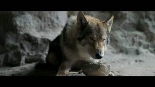 Trailer - Alpha #SeruBarengCGV