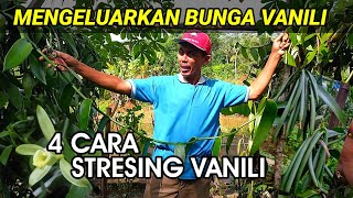 TUTORIAL LENGKAP STRESING VANILI AGAR MENGELUARKAN BUNGA