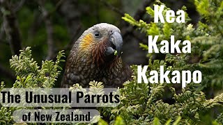 Strigopidae, the New Zealand Parrots