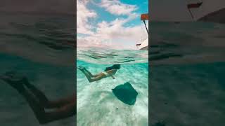 Swimming With Manta Rays In Bora Bora 😍 #shorts