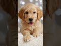 Cute dog😘#deepemotionalmusic #sadlovesong #sadlovesong
