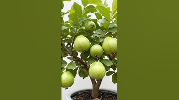 🌿Easily Grow Guava Tree using These Pro Technique! #guava #gardening