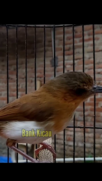 pelanduk bukit gacor #birds #tweet #pelanduk #kicaumania #bankkicau #kicau #burungmasteran #2023
