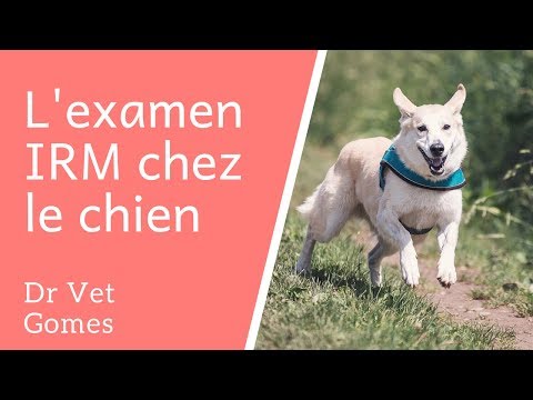 Vidéo: Comment Une IRM Peut Aider Votre Chien