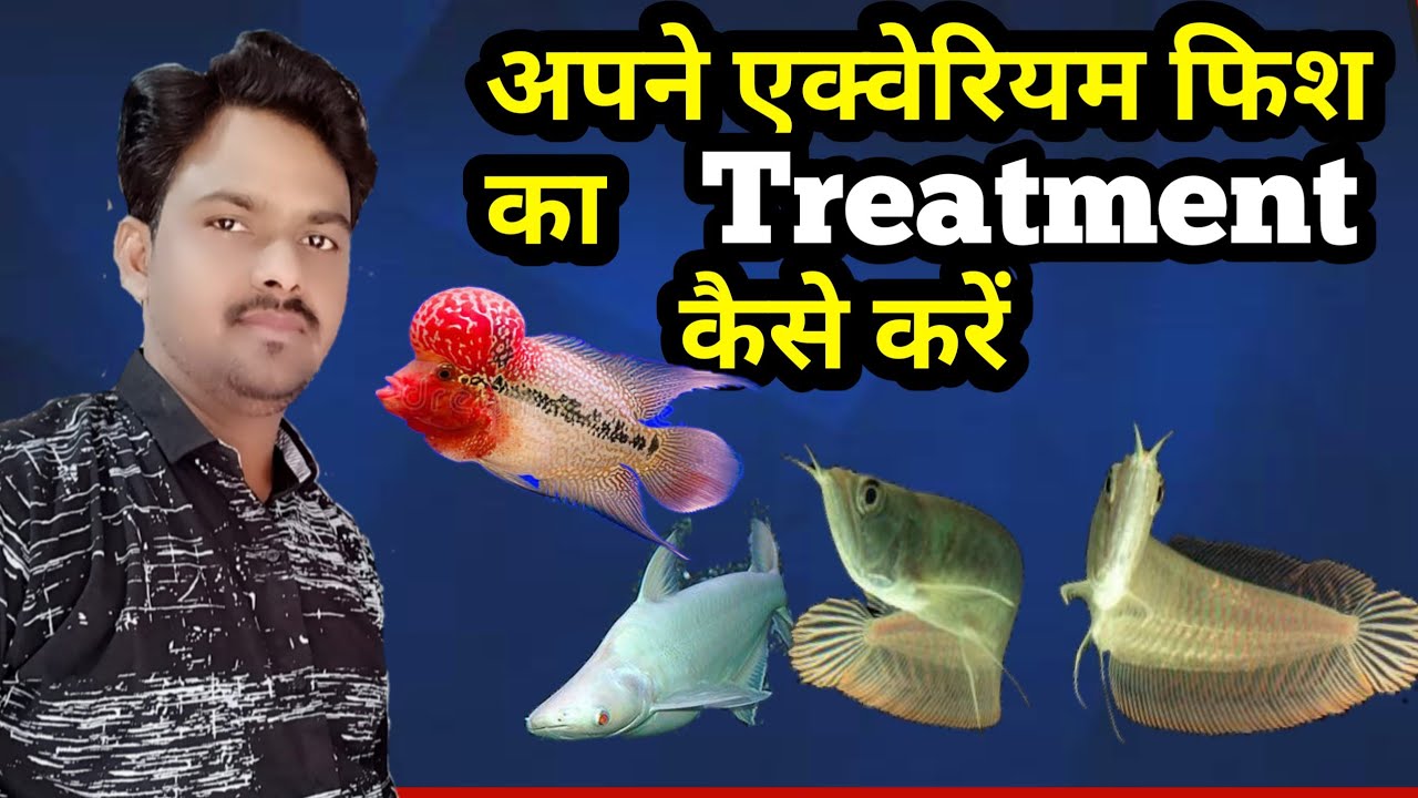 how to care aquarium fish |  Aquarium fish diseases and treatment | Flowerhorn Diseases | New Milan
