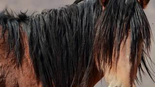 Wild horses on the Virginia Range, Northern Nevada