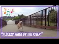 "A Jazzy Walk by the River"  A Peaceful, Relaxing Virtual Dog Walk w/ Music & Sounds of Nature #jazz