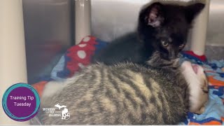 Are These Kittens Playing or Fighting? by Michigan Pet Alliance 288 views 6 months ago 55 seconds