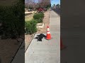 Dan Dan Vlog #450.1: dead dog at the bus stop in Phoenix