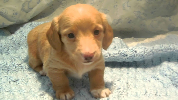 Long haired english cream dachshund for sale