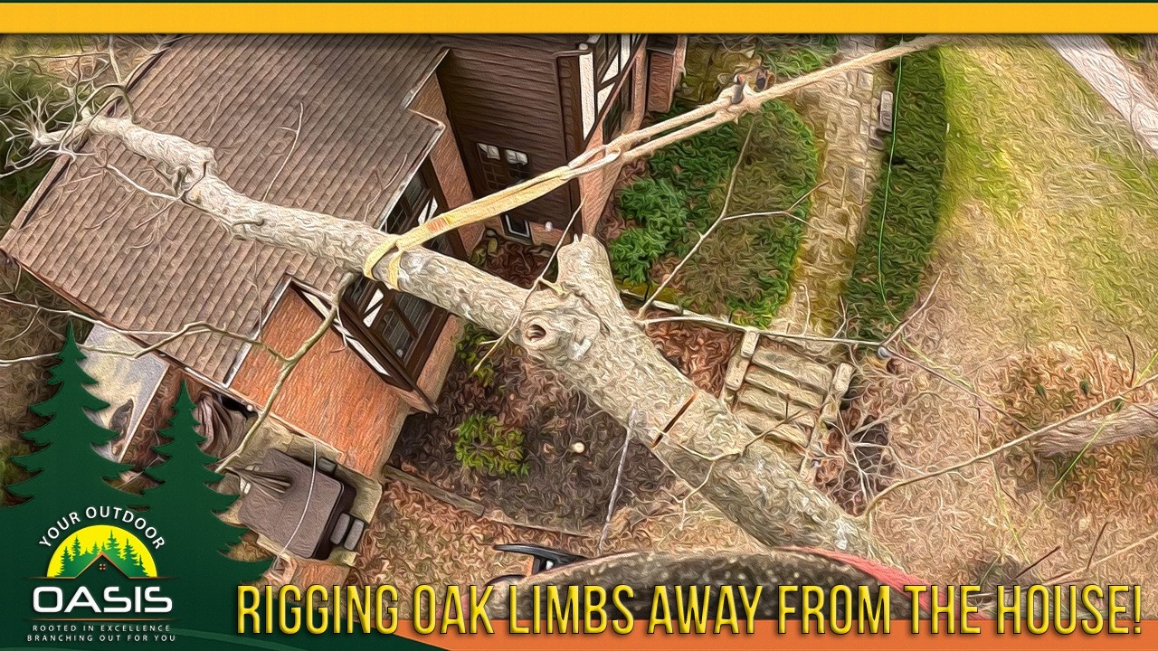 Felling Pines & Rigging Oak Limbs Away from the Roof (Part 2) - YouTube