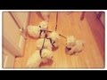 PUPPIES FIRST WALK!