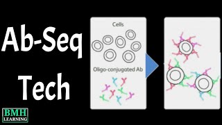 BD AbSeq Technology | BD Rhapsody Single Cell Analysis System | Ab-oligonucleotides 
conjugates |