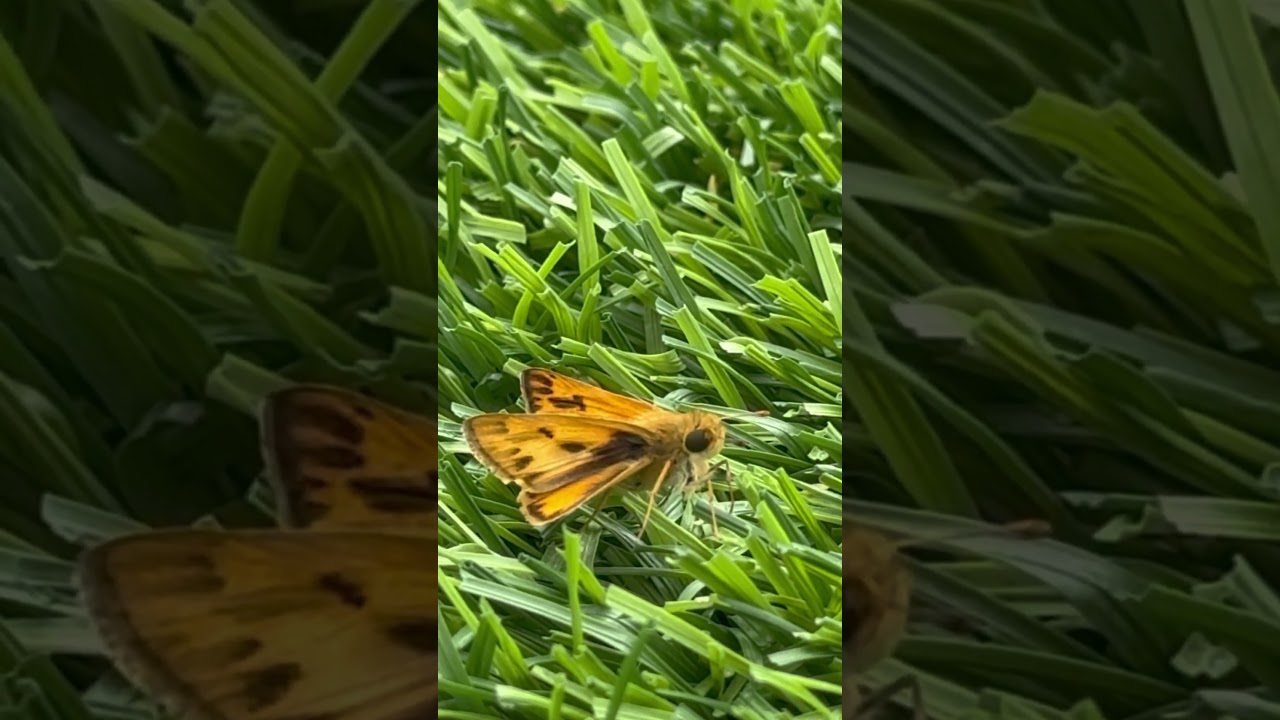 Butterfly, Fiery Skipper