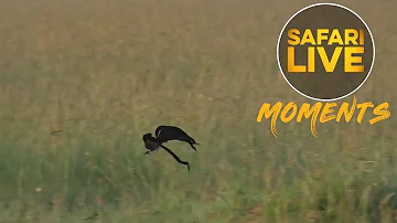 Jumping Jackson's Widowbirds