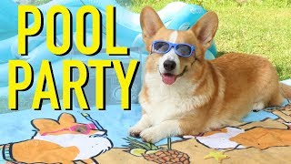 POOL PARTY! - Topi the Corgi