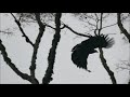 HBT - Buteogallus (Urubutinga) solitarius - Solitary Black Eagle take off