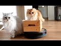 CATS VS VACUUM ROBOT | SMOOTHIE RIDING ROOMBA