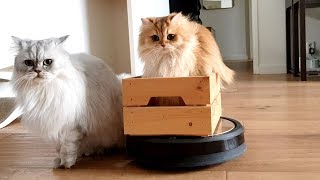 CATS VS VACUUM ROBOT | SMOOTHIE RIDING ROOMBA