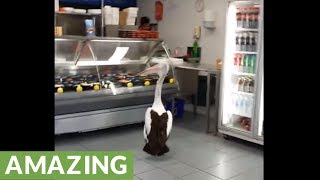 Pelican patiently waits in line to be served at fish store