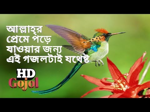bangla-islamic-song-(hamd)-naat-|সেরা-ইসলামী-চ্যানেল--islamictvpro