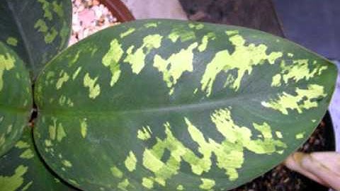 الشيخ ياسر الدوسري-سورة الفلق