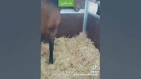 ضرب لنا   الاله مثلا في سورة العاديات استمعوا الشرح من فضلكم