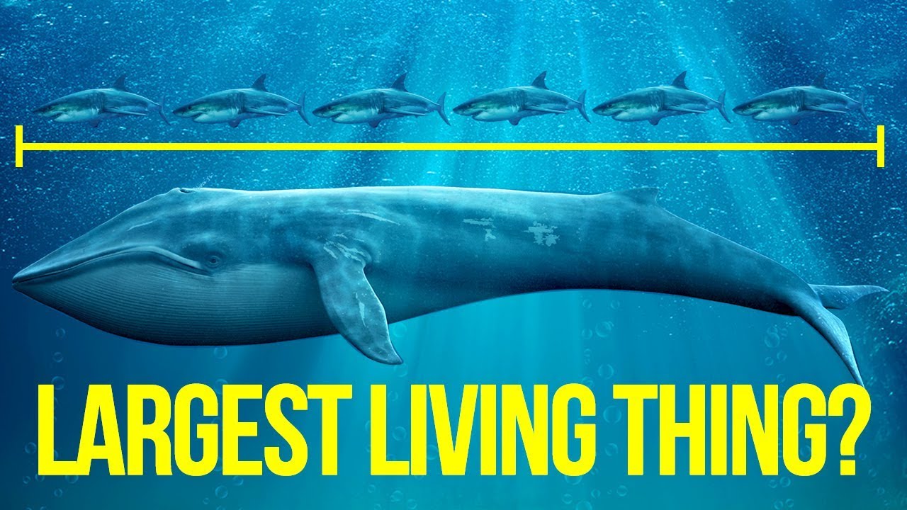 LARGEST Living Things On Earth YouTube largest-living-things-on-earth-youtube