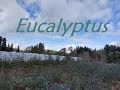 Eucalyptus winter maintenance for cut flower production