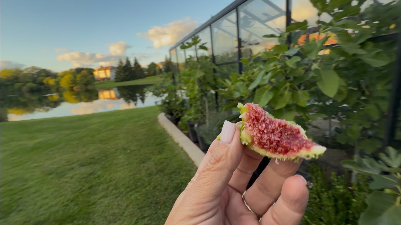 Figs!  Harry’s Crete | Spadafora Dark | LdA | Socorro Black | Peter’s Honey | LSU Tiger 😋 