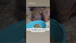 Zoo Celebrates First Screaming Hairy Armadillo Pup Births Since 2018