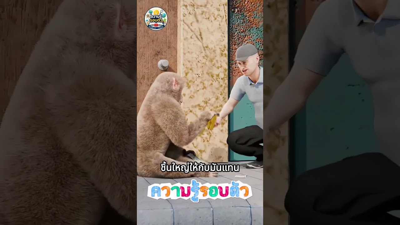 ปกคลิป จากลิงธรรมดา สู่ภารกิจขโมยเงิน! 😳🐒 โดย ความรู้รอบตัว