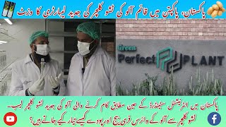 Tissue culture lab visit |  ٹشو کلچر لیبارٹری کا وزٹ | ٹشو کلچر سے آلو کے وائرس فری بیج اور پودے