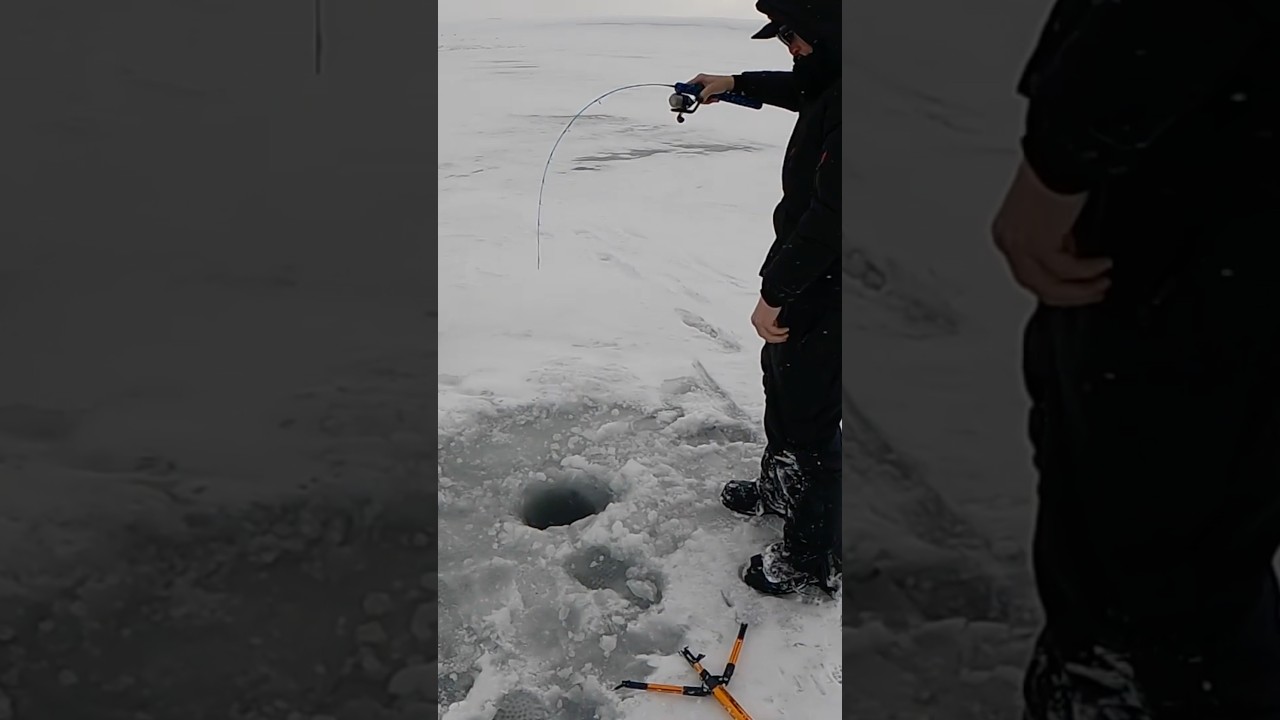 Ни за что не сдвинется с места 🤯 