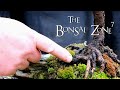 Pruning and Potting Bonsai on a Rainy Day, The Bonsai Zone, May 2020