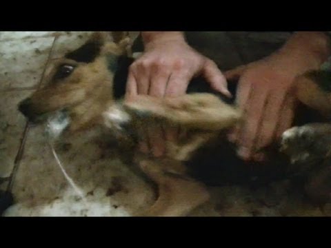 Perro de un en hacer una que convulsion