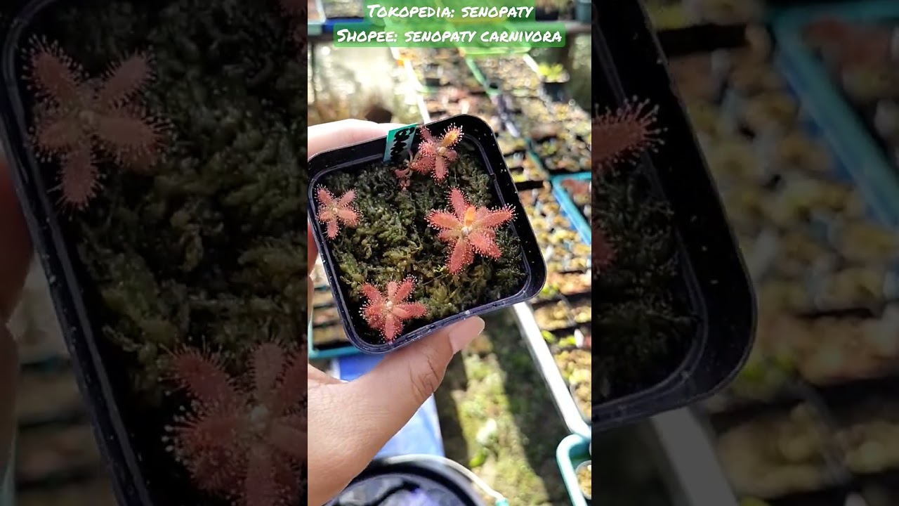 Drosera Graomogolensis Warna Dan Ukuran Mantab 