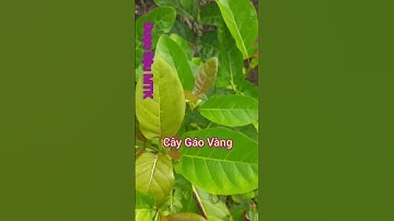 Cây Gáo Vàng trị xơ gan, kiết lỵ, tiêu chảyCÂY DƯỢC LIỆU | CÂY THUỐC ĐÔNG Y |Khó khăn thành đơn giản