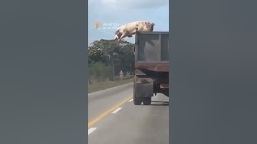 Brave pig escapes a  slaughterhouse truck #animals #wildlife #shorts
