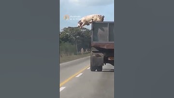Brave pig escapes a  slaughterhouse truck #animals #wildlife #shorts