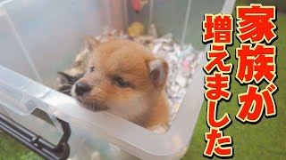 I was moved by the sight of my younger sister Shiba Inu's dormant maternal instincts blooming. by 豆柴おもしろ4兄妹 63,163 views 13 days ago 9 minutes, 17 seconds