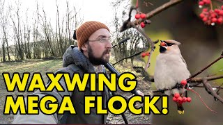 Finding 100's of Waxwings in Peak District!