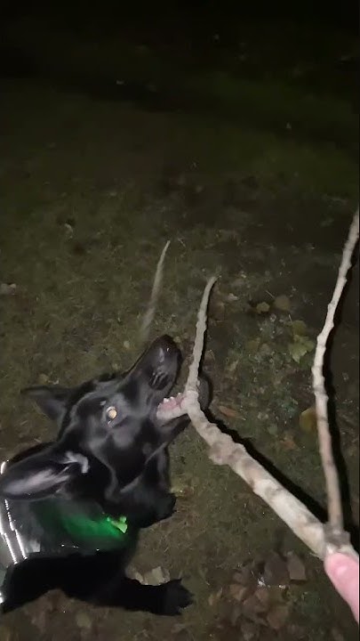 German Shepherd working breeding/Немецкая овчарка рабочего разведения ...